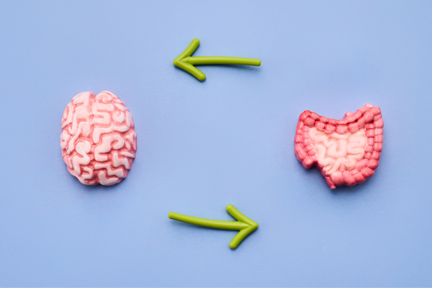 Illustration of the gut-brain connection showing how stress and the nervous system contribute to travel constipation.