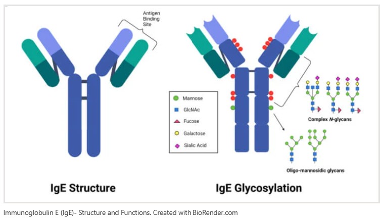 Food Sensitivities - IG E structure