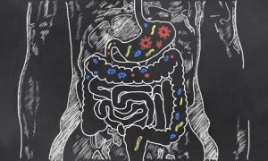 digestive system