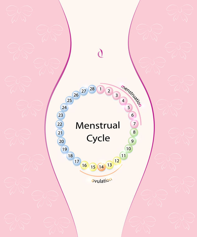 Menstrual Cycle